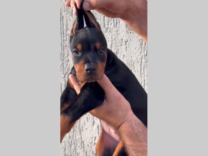 doberman prelepi štenci besplatni mali oglasi