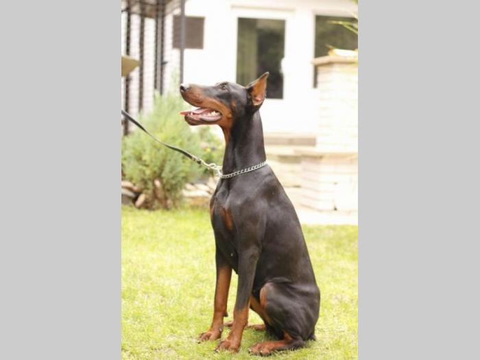 doberman prelepi štenci besplatni mali oglasi