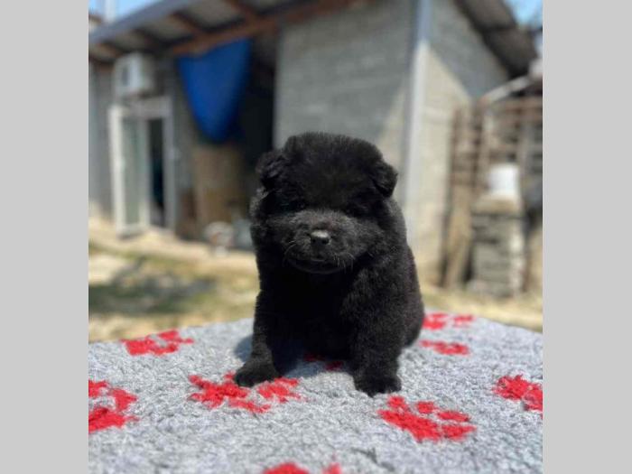 čau čau štenci besplatni mali oglasi