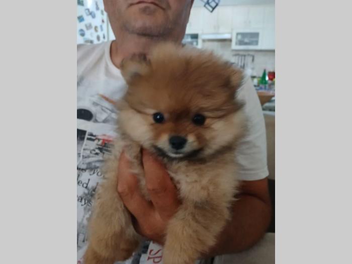 pomeranac ženka na prodaju besplatni mali oglasi