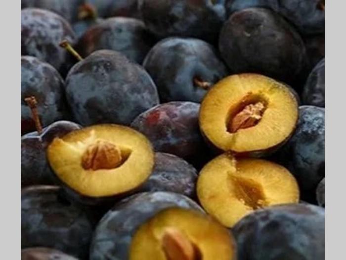 rezervacije u toku za jesenju sadnju voćnih sadnica besplatni mali oglasi