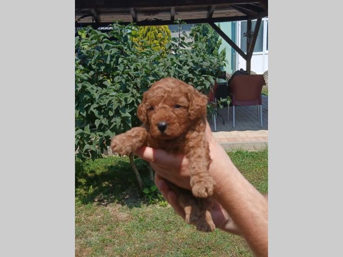 toy pudla prelepi štenci besplatni mali oglasi