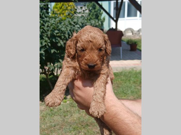 toy pudla prelepi štenci besplatni mali oglasi
