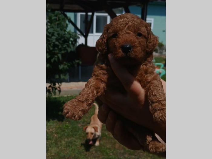 toy pudla prelepi štenci besplatni mali oglasi