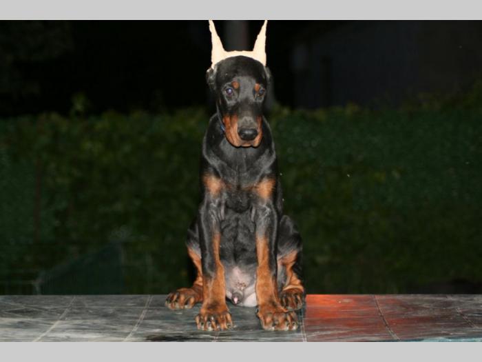 na prodaju štenci dobermana besplatni mali oglasi