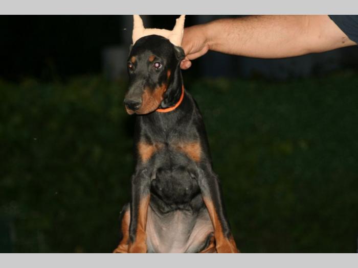 na prodaju štenci dobermana besplatni mali oglasi