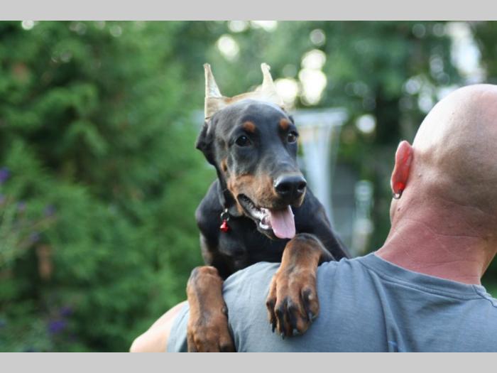 na prodaju štenci dobermana besplatni mali oglasi