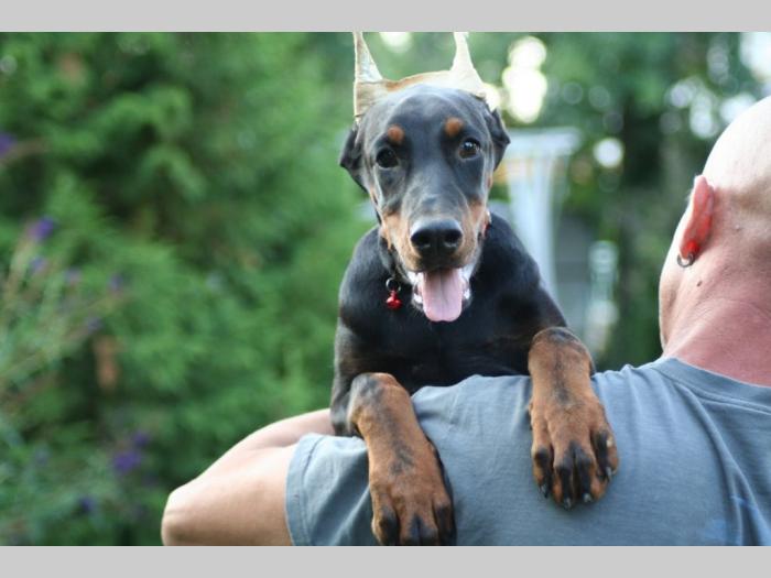 na prodaju štenci dobermana besplatni mali oglasi