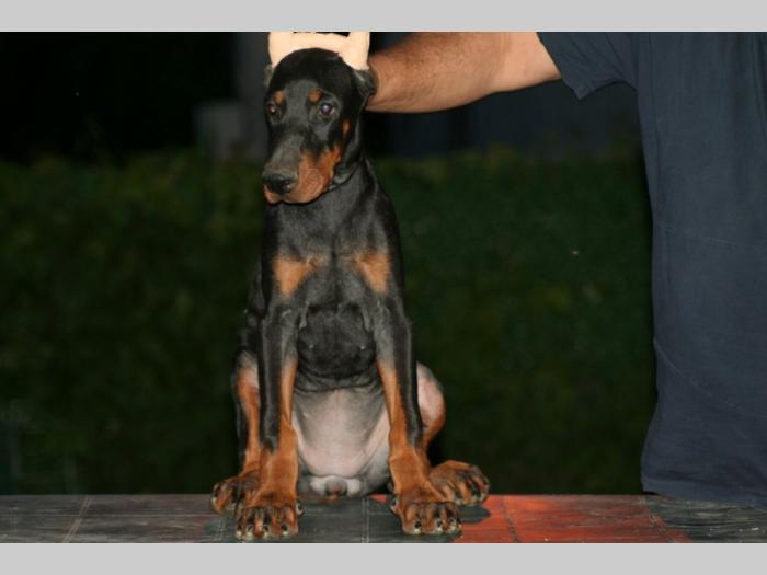 na prodaju štenci dobermana besplatni mali oglasi