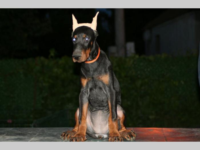 na prodaju štenci dobermana besplatni mali oglasi
