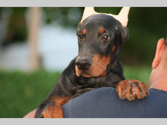 na prodaju štenci dobermana besplatni mali oglasi