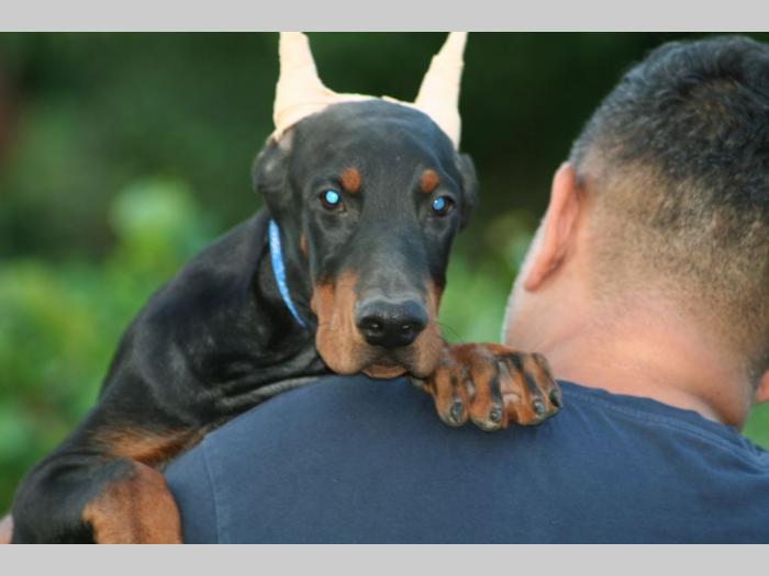 na prodaju štenci dobermana besplatni mali oglasi