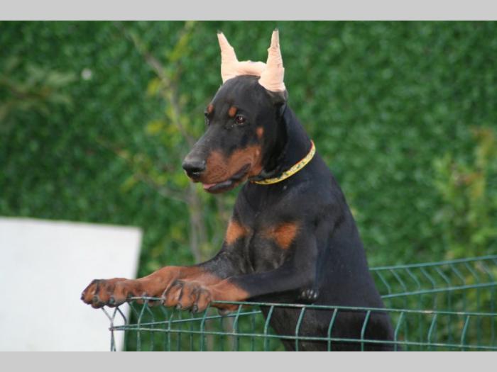 na prodaju štenci dobermana besplatni mali oglasi