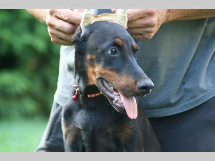 na prodaju štenci dobermana besplatni mali oglasi