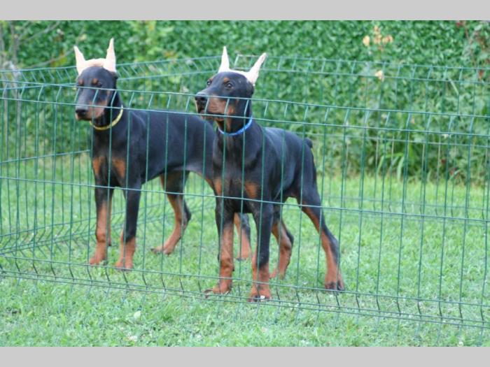 na prodaju štenci dobermana besplatni mali oglasi