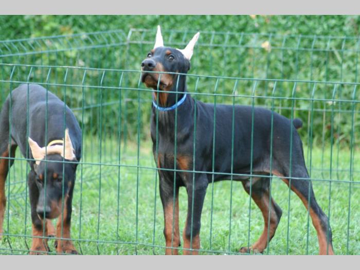 na prodaju štenci dobermana besplatni mali oglasi