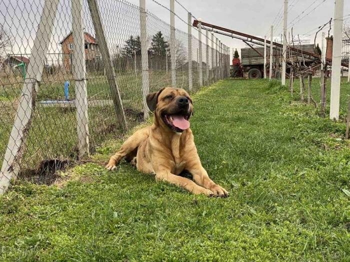 na prodaju štenad srpskog odbrambenog psa ruma, srbija besplatni mali oglasi
