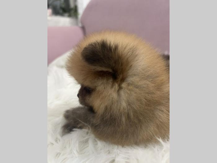 pomeranac bo štenci besplatni mali oglasi