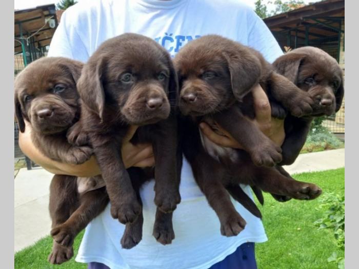 labrador retriver štenci besplatni mali oglasi