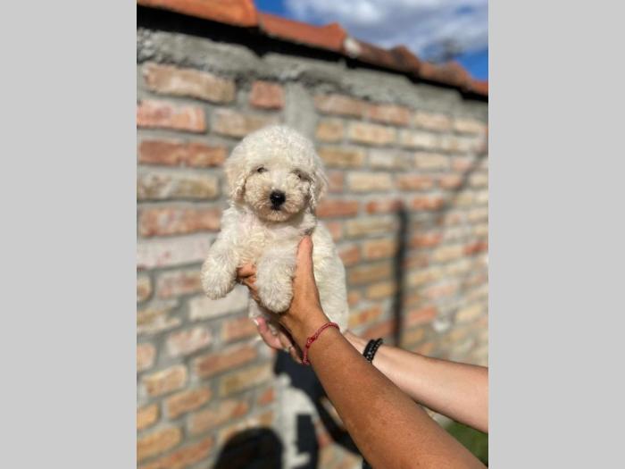 patuljasta pudla prelepi štenci besplatni mali oglasi