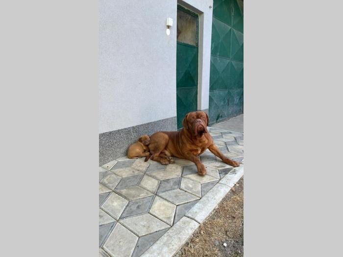 bordoška doga (bordoški doberman) štenci besplatni mali oglasi
