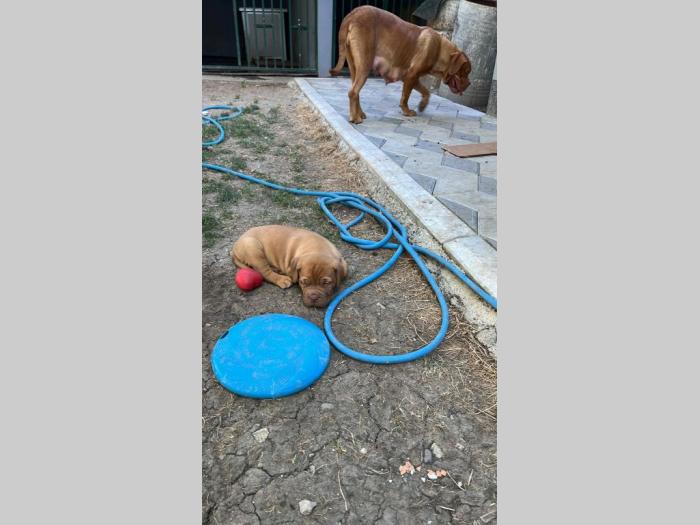 bordoška doga (bordoški doberman) štenci besplatni mali oglasi