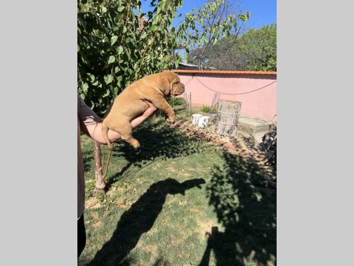 bordoška doga (bordoški doberman) štenci besplatni mali oglasi