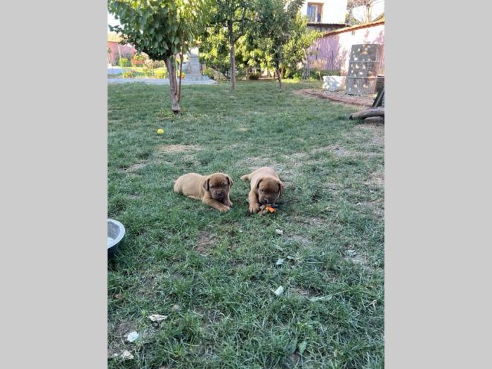 bordoška doga (bordoški doberman) štenci besplatni mali oglasi