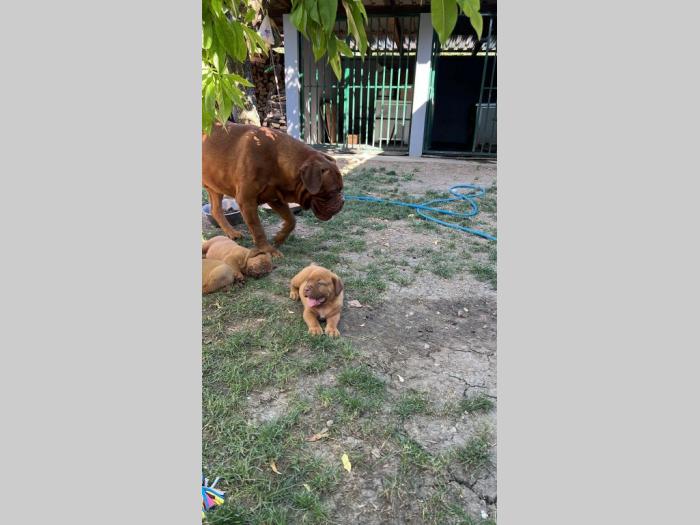 bordoška doga (bordoški doberman) štenci besplatni mali oglasi