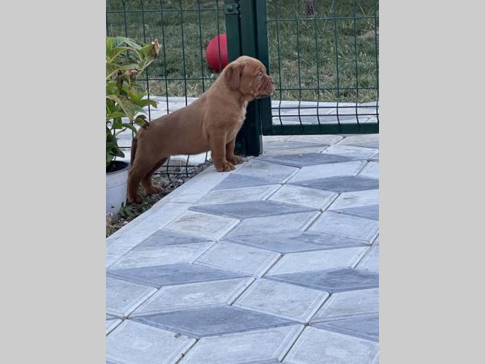 bordoška doga (bordoški doberman) štenci besplatni mali oglasi