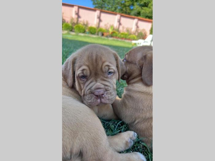 bordoška doga (bordoški doberman) štenci besplatni mali oglasi