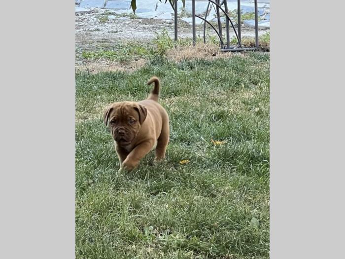 bordoška doga (bordoški doberman) štenci besplatni mali oglasi