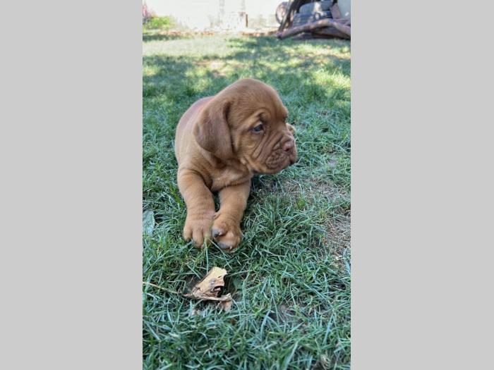 bordoška doga (bordoški doberman) štenci besplatni mali oglasi