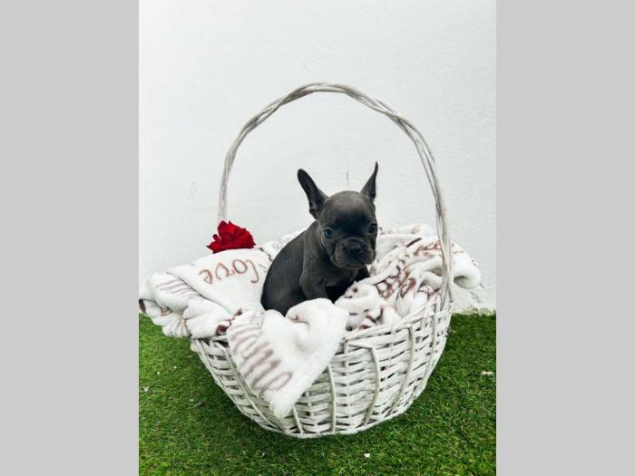 francuski buldog štenci besplatni mali oglasi