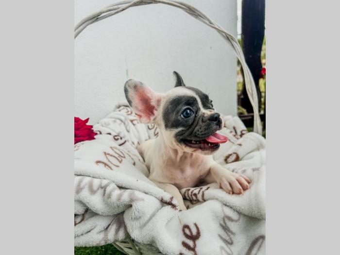 francuski buldog štenci besplatni mali oglasi