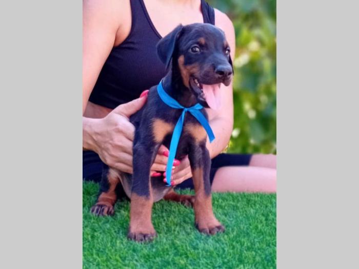 doberman štenci besplatni mali oglasi