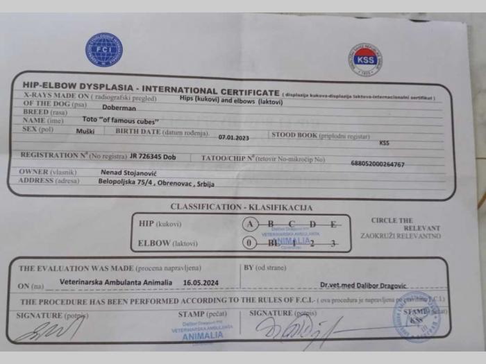 doberman štenci besplatni mali oglasi