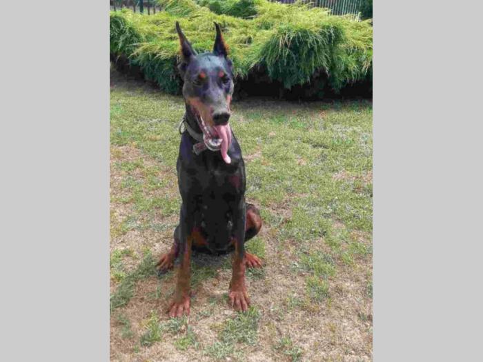 doberman štenci besplatni mali oglasi