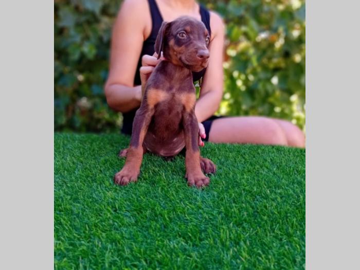 doberman štenci besplatni mali oglasi