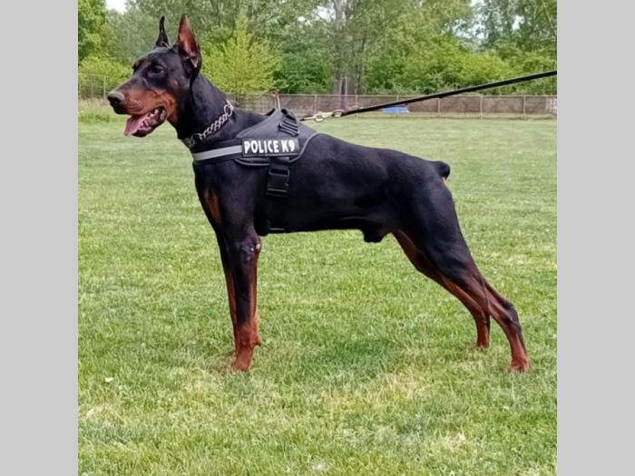 doberman štenci besplatni mali oglasi