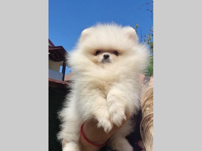 pomeranac bo štenci besplatni mali oglasi