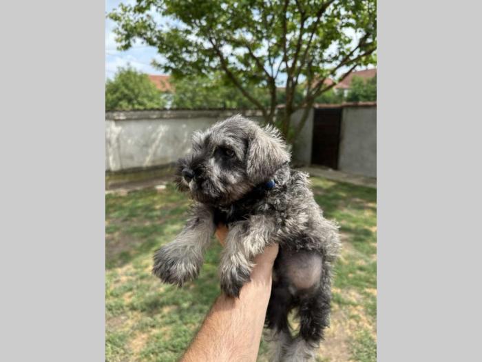 patuljasti šnaucer besplatni mali oglasi