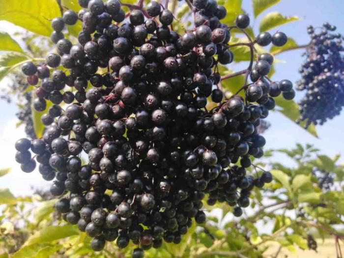 prodajem grozdove zove na veliko 70 din kg besplatni mali oglasi