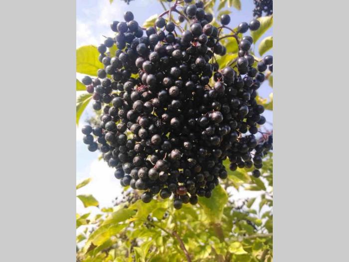prodajem grozdove zove na veliko 70 din kg besplatni mali oglasi