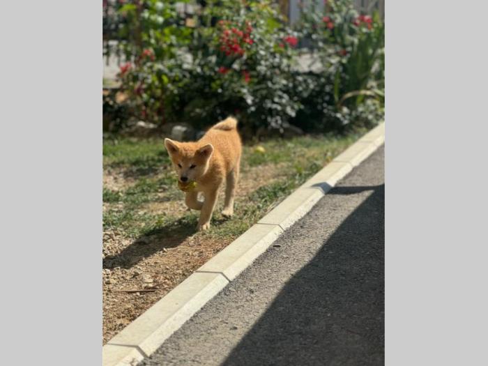 japanska akita inu štenci besplatni mali oglasi
