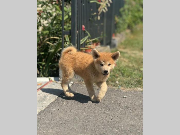 japanska akita inu štenci besplatni mali oglasi