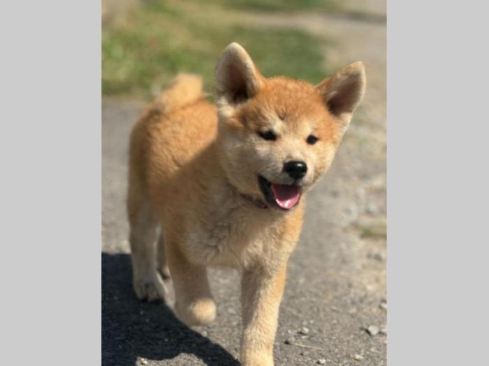 japanska akita inu štenci besplatni mali oglasi