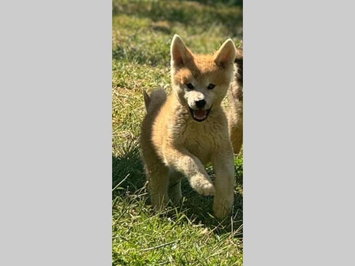 japanska akita inu štenci besplatni mali oglasi
