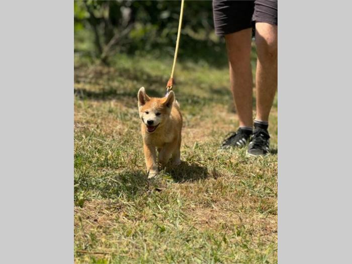 japanska akita inu štenci besplatni mali oglasi