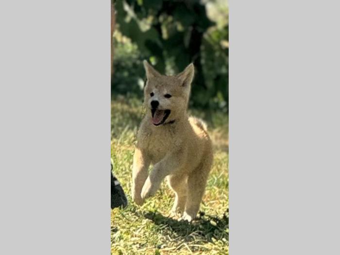 japanska akita inu štenci besplatni mali oglasi